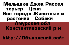 Малышка Джек Рассел терьер › Цена ­ 40 000 - Все города Животные и растения » Собаки   . Амурская обл.,Константиновский р-н